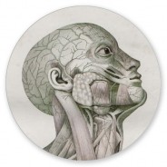 Anatomie I