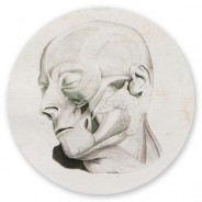 Anatomie II